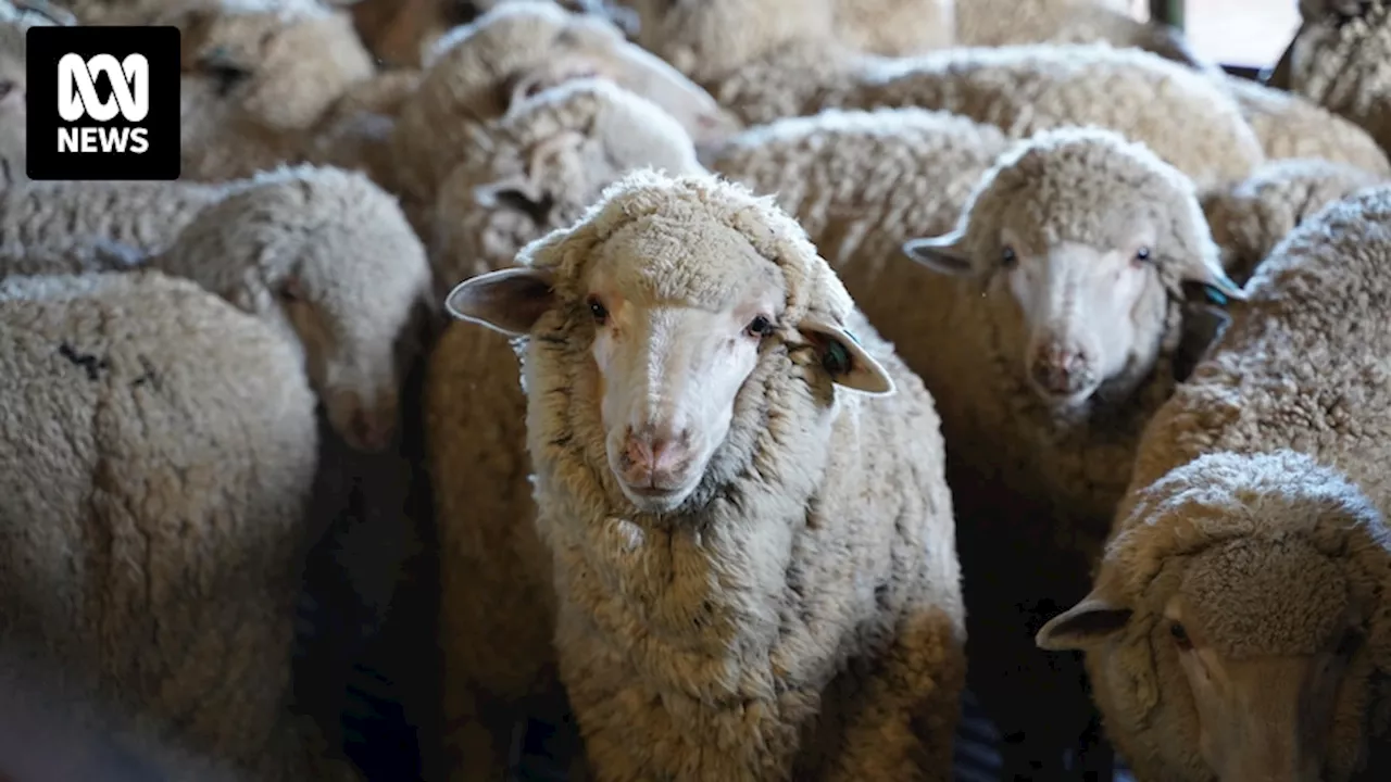 Australian wool production forecast to drop to lowest level in 100 years