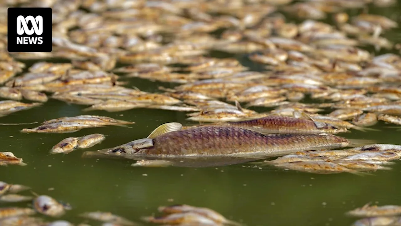 Fish kill fears for Menindee Lakes as temperatures soar along Darling River