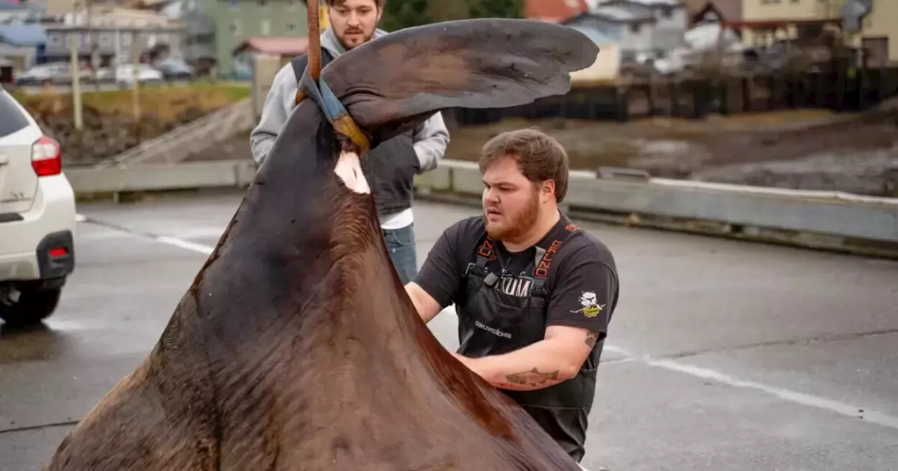 Tlingit brothers kill aggressive Petersburg sea lion in subsistence hunt