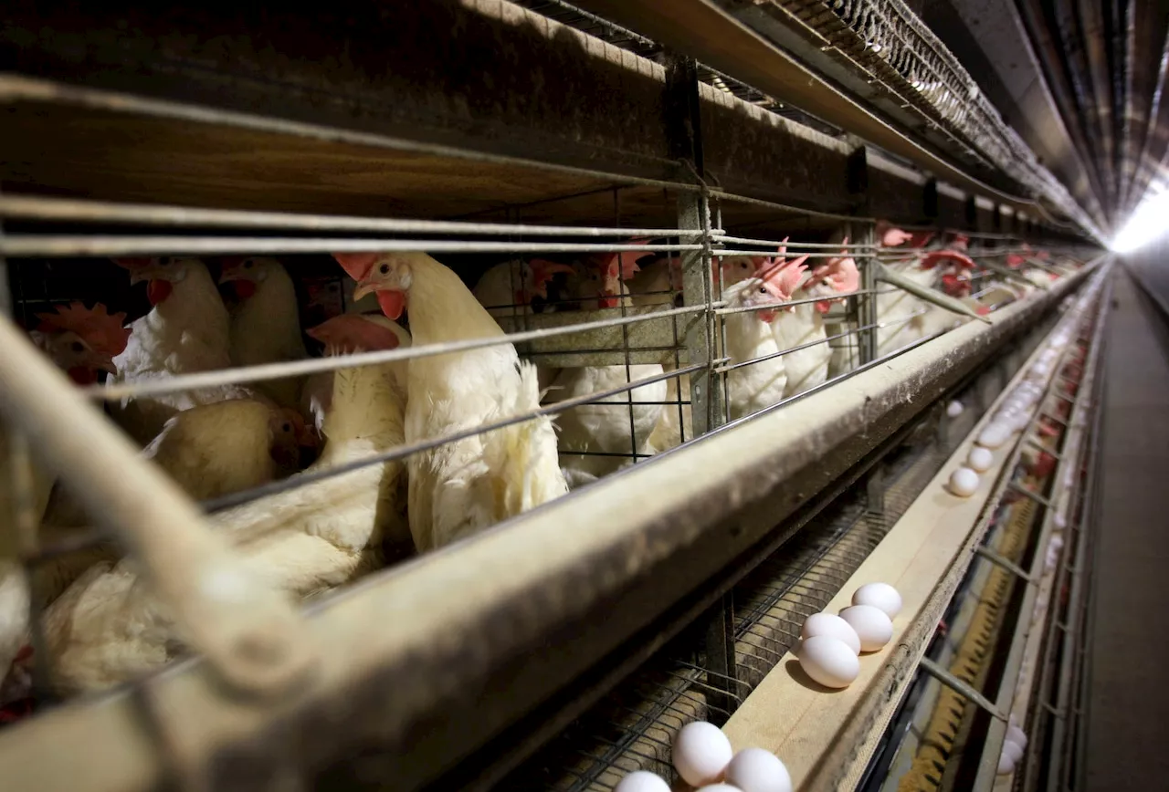 Highly pathogenic bird flu confirmed in Alabama: More than 100,000 chickens killed