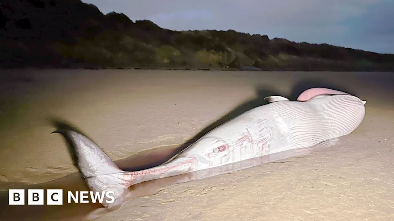 Dead minke whale washes up on Irvine beach