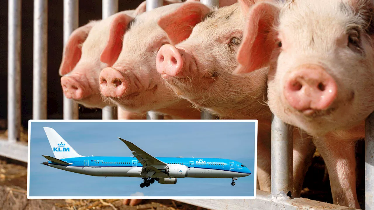 Flug stank zum Himmel: 100 Schweine zwingen Boeing mit Urlaubern zur Landung