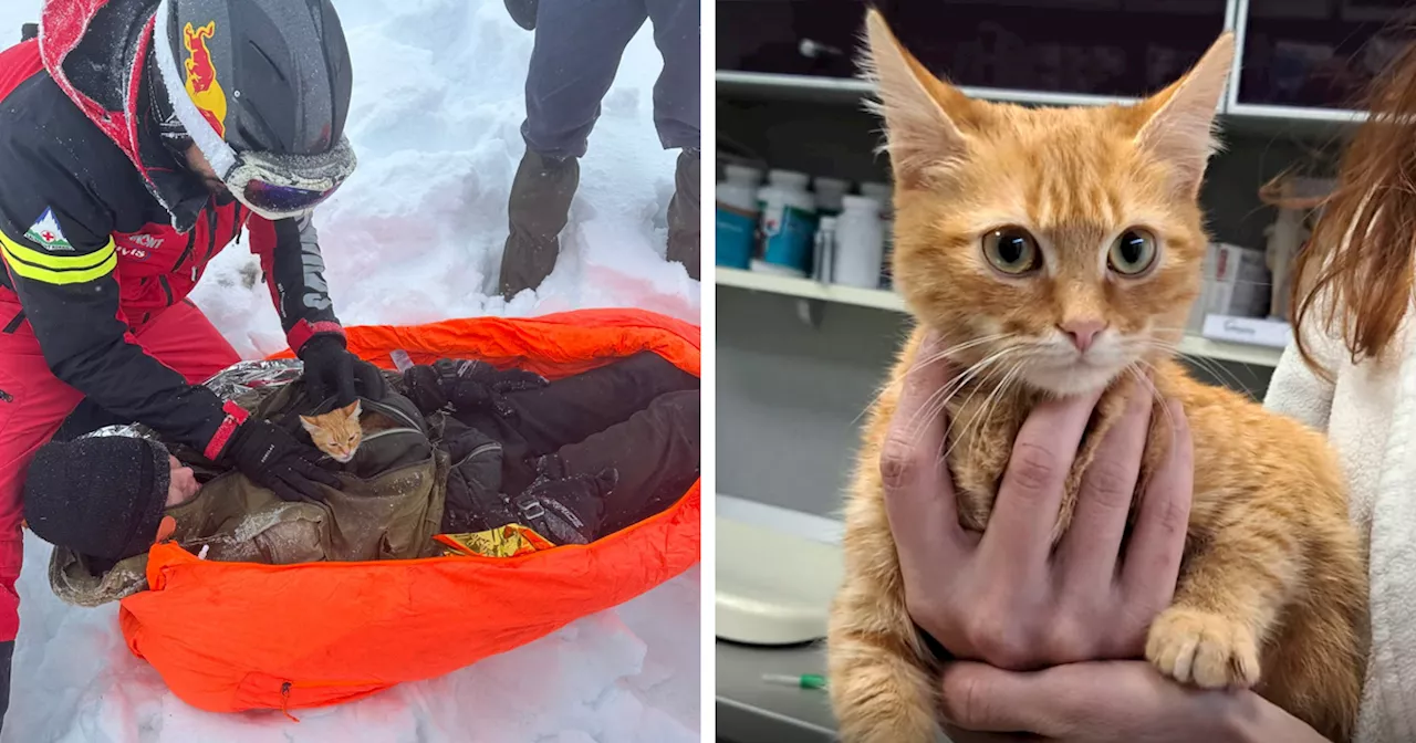 Man Escaping War Gets Trapped In Deep Mountain Ravine, Survives Thanks To Kitten Keeping Him Warm