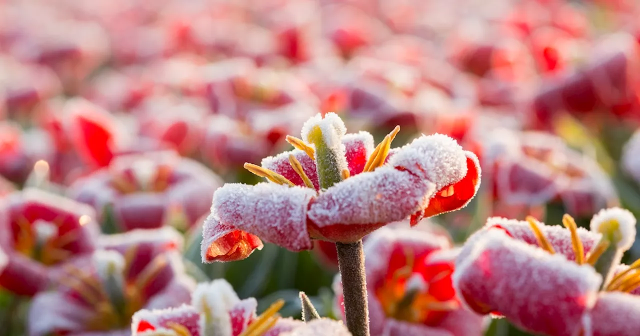 So schützt du deine Pflanzen vor Frost