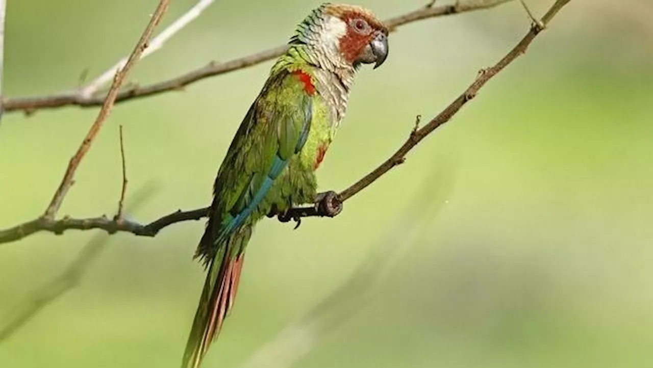 Após mais de 100 anos, periquito-cara-suja retorna à caatinga no Ceará