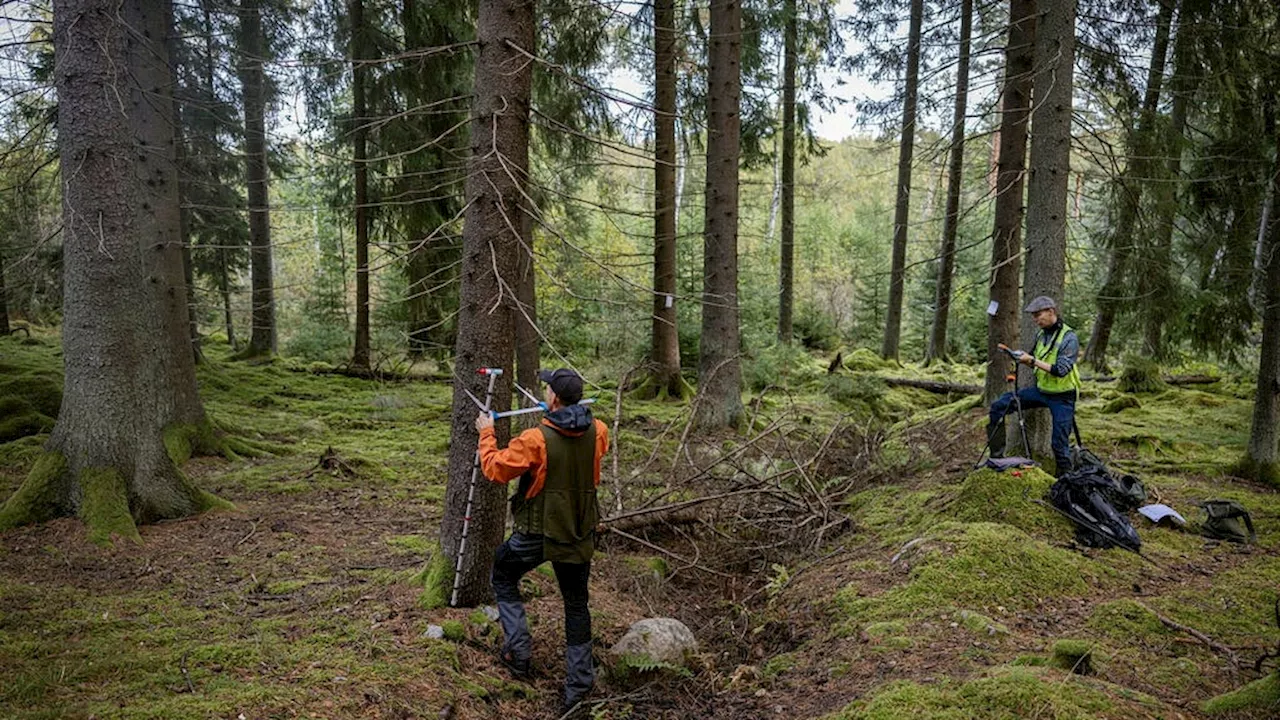 Regeringen lobbar mot EU för minskade klimatkrav på skogen