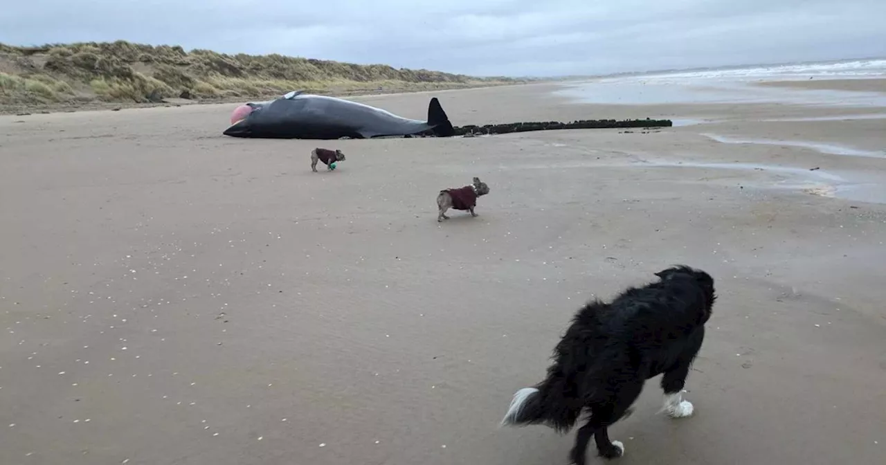 Dead whale washes ashore on Scots beach as dog walkers urged to stay away