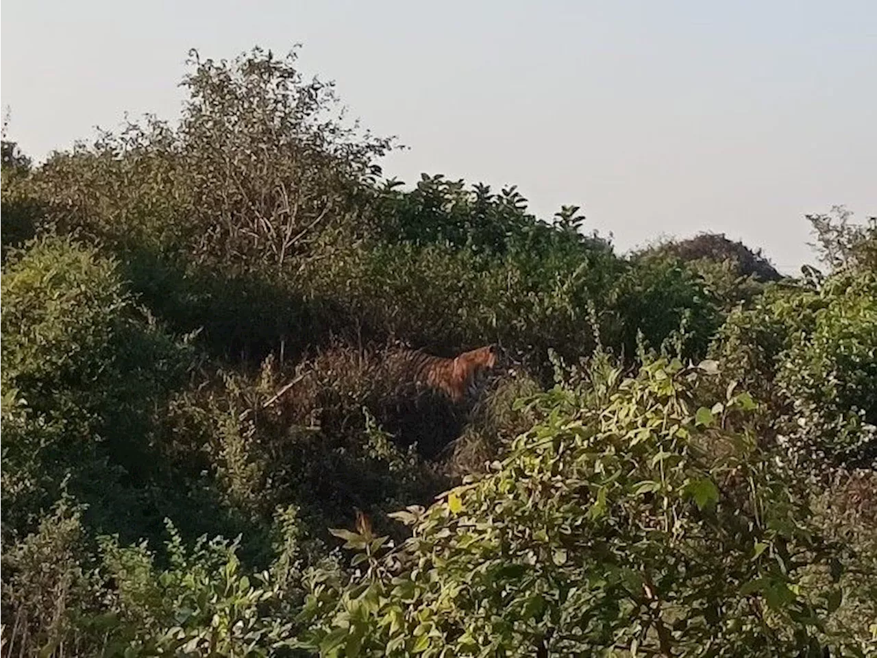 लखनऊ में बाघ की दहशत: रेहमान खेड़ा के चार किलोमीटर दूर नीलगाय का किया शिकार, पहली बार फोटो में कैद हुआ बाघ