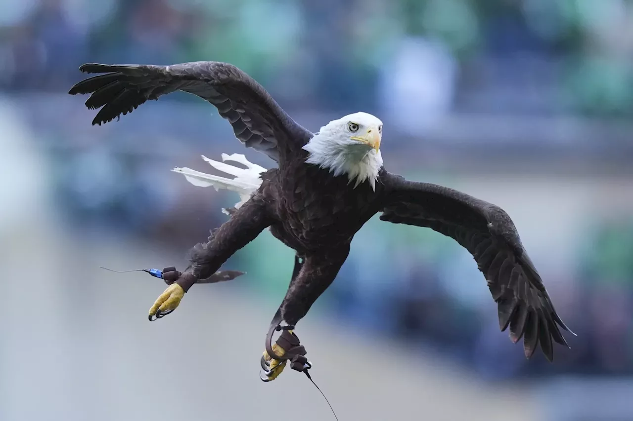 The US could finally make the bald eagle its national bird after centuries of confusion