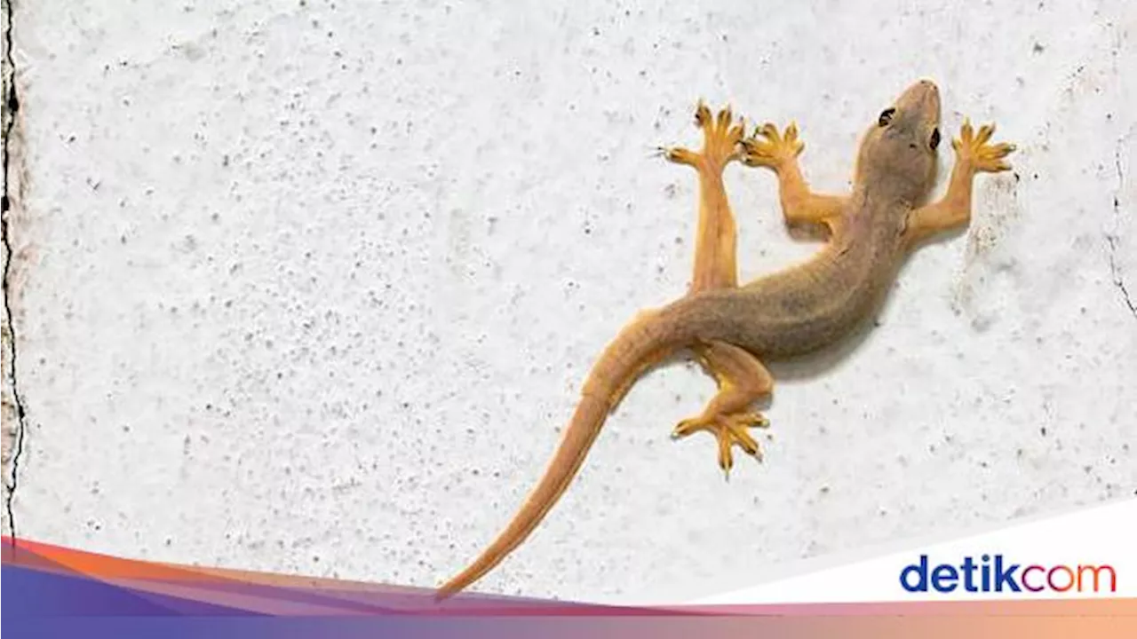 Alasan Cicak Masuk Rumah dan Cara Ampuh Usirnya