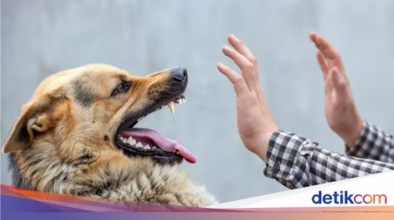 Hukum Memelihara Anjing dalam Islam Menurut Hadits dan Pendapat Ulama