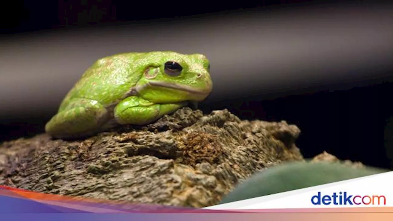 Nggak Bisa Tidur Gegara Suara Katak di Sekitar Rumah? Begini Cara Usirnya