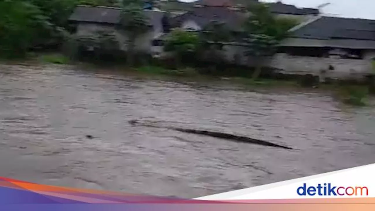 Viral Gajah Bali Zoo Gianyar Hanyut Terseret Arus Sungai