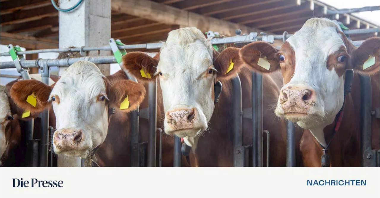 Landwirtschaftliche Einkommen im Jahr 2024 leicht gestiegen