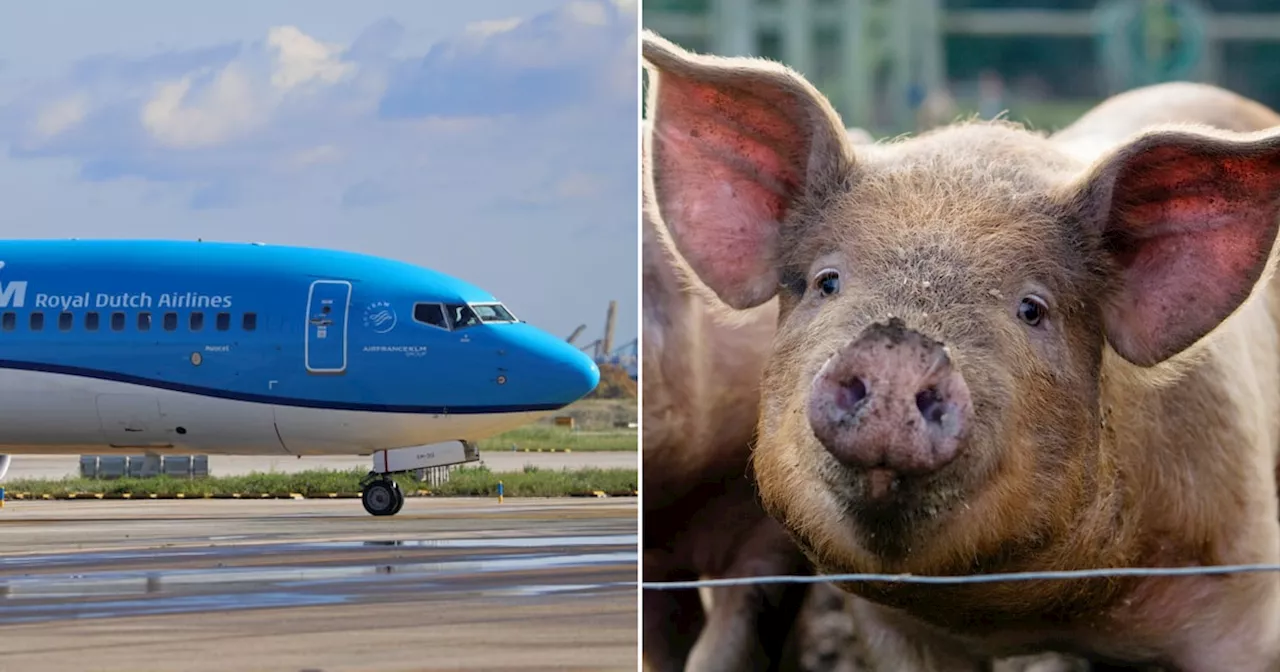 Gestank von 100 Schweinen zwingt Flugzeug zu ungeplanter Zwischenlandung