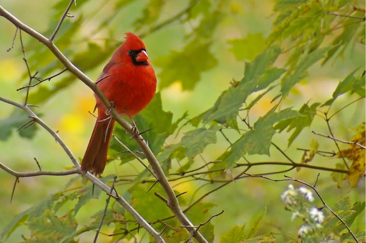 Wild Birds’ Gut Microbiome Influences Ornamentation And Body Condition