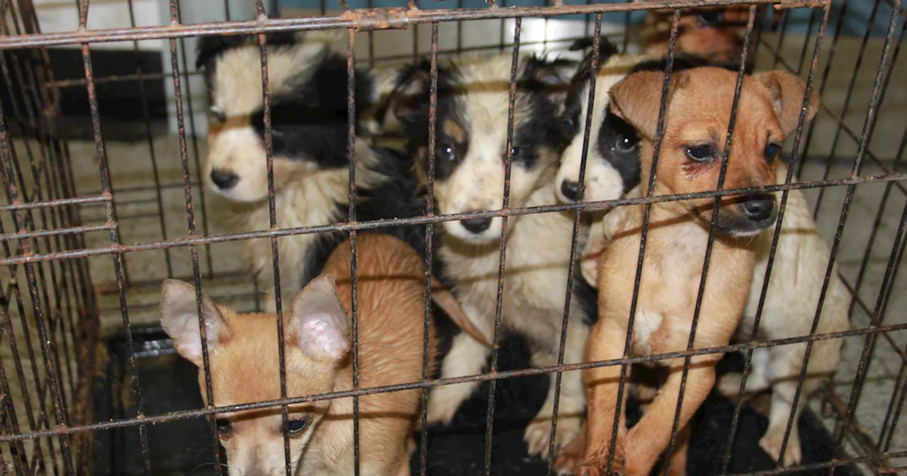 Buying a dog for Christmas could fund criminal gangs running illegal puppy farms, parents warned