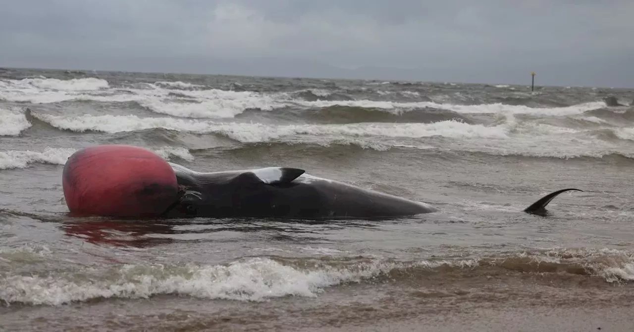 Dead whale washes up on Irvine beach as dog walkers urged to avoid area