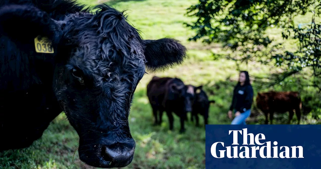 Can Colombia’s ‘crazy’ cattle ranchers make beef an eco-friendly choice?