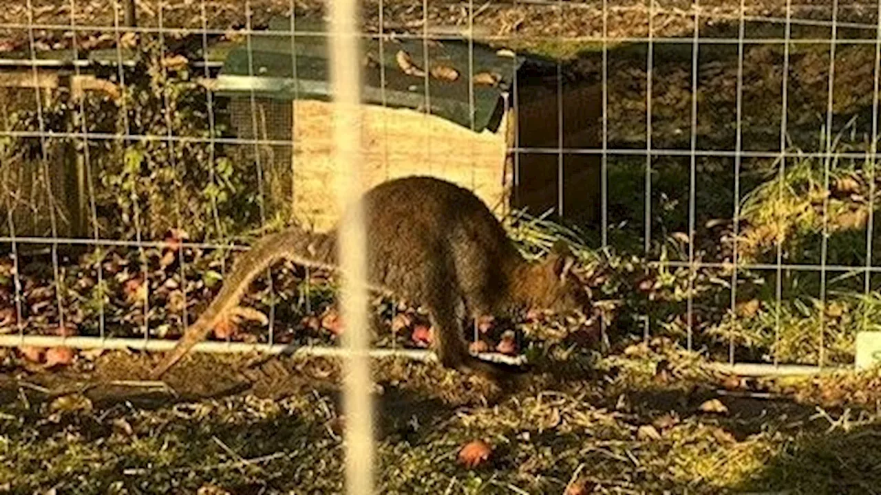 'Widerstandslos festgenommen' - Känguru entlaufen – tierischer Einsatz in Kärnten