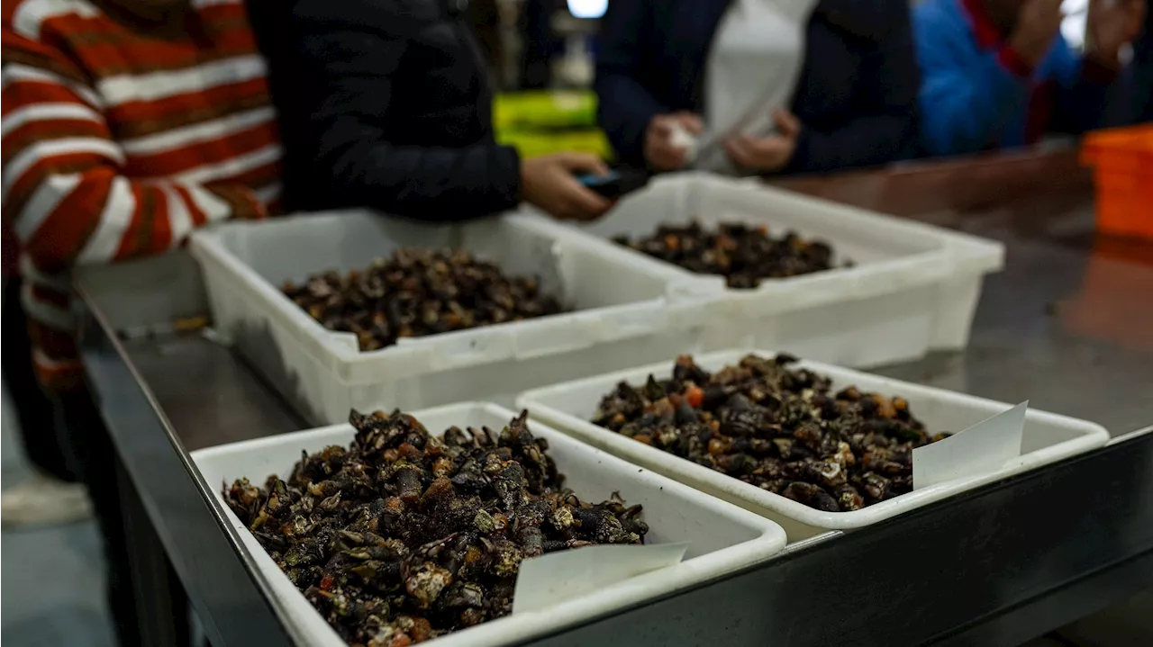 La cesta de la compra navideña sube un 6,1 % con los percebes disparados