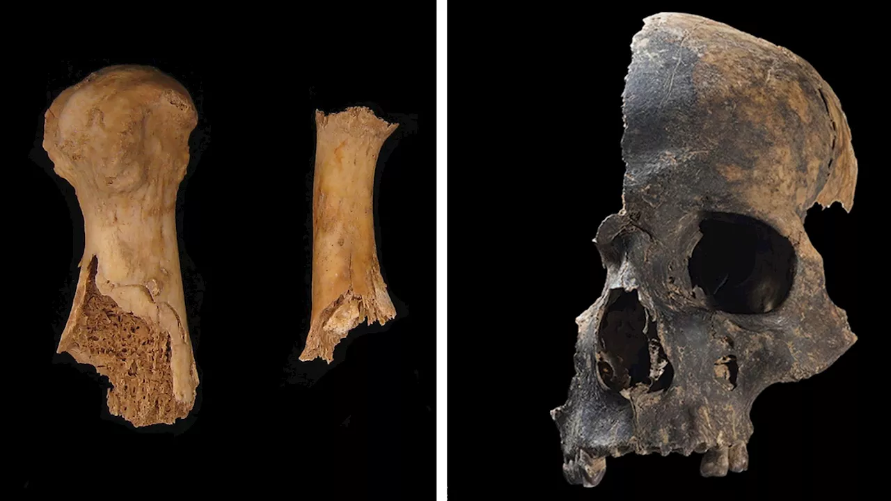 Bronze Age Britain’s butchered bones reveal brutal cannibalism to dehumanize foes