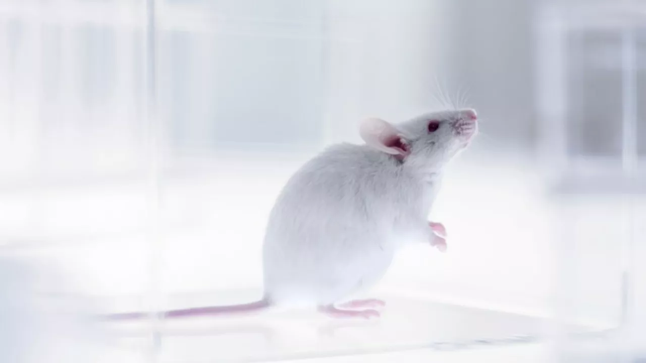 Radiation-proof sperm: How space mouse semen could help humans thrive on Moon, Mars