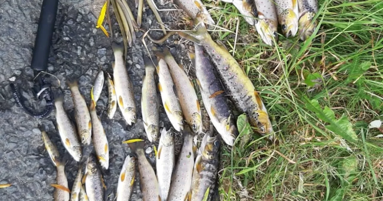 Uisce Éireann fined €3,500 for incident that killed tens of thousands of fish in Co Cork