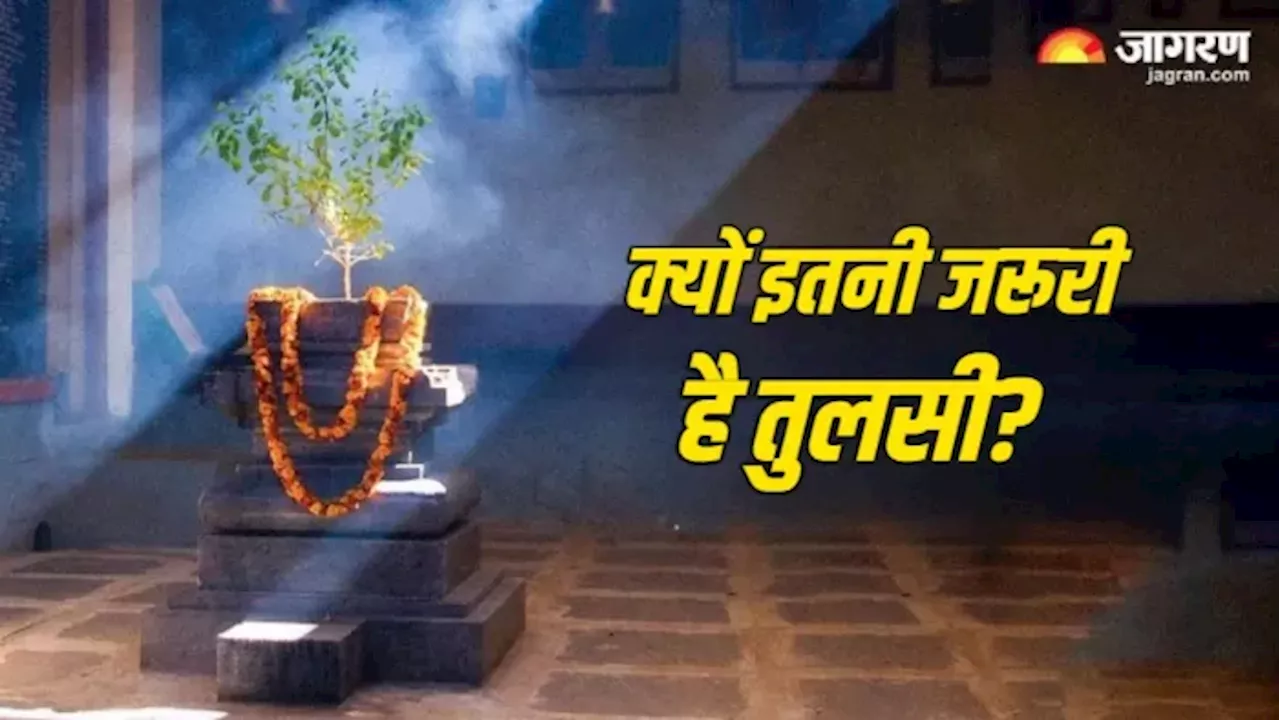 Tulsi Puja: तुलसी का पौधा लगाना क्यों है जरूरी, फायदे इतने की आज ही लाएंगे घर