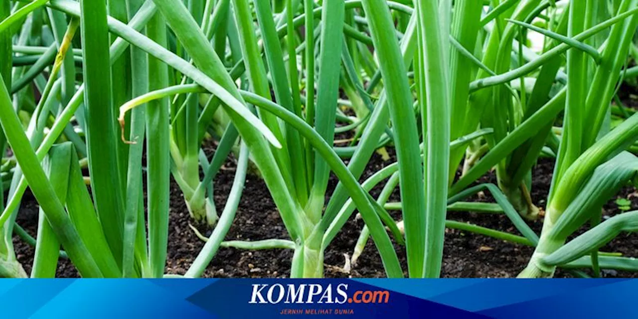 5 Tanaman Sayur yang Cocok Ditanam di Dekat Daun Bawang