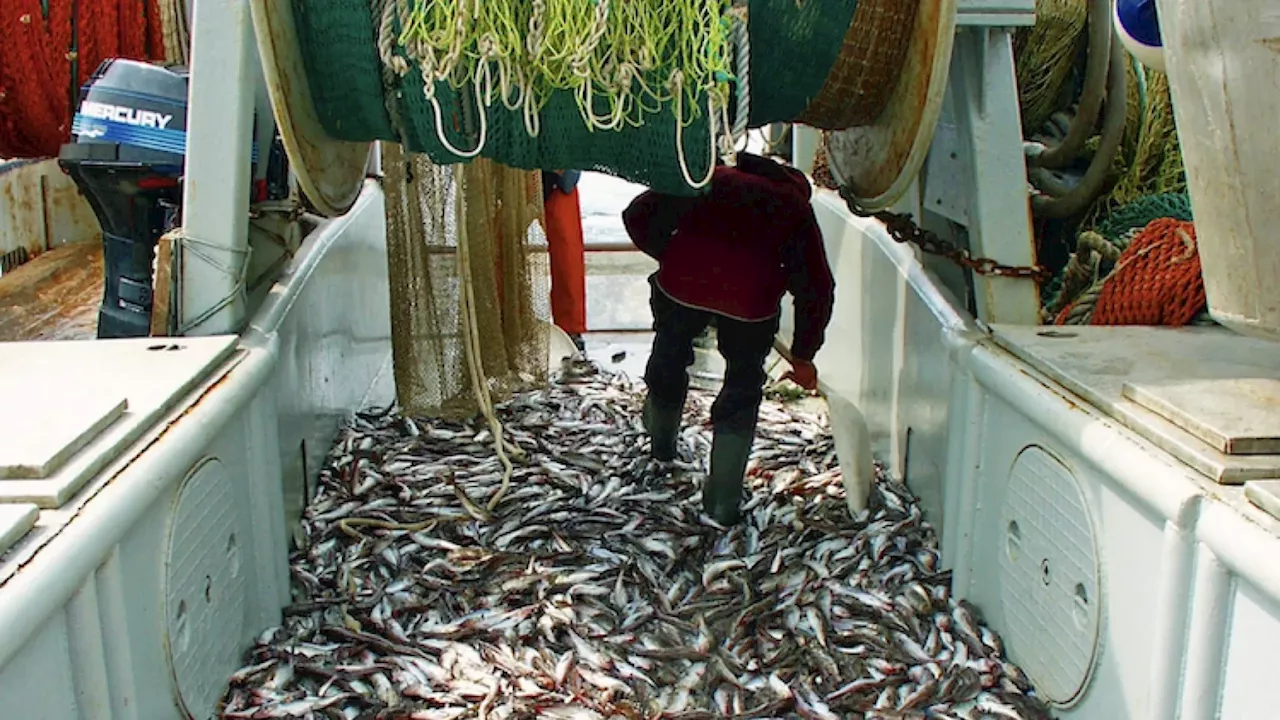 Big fight looms at Board of Fish meeting over Prince William Sound trawl bycatch