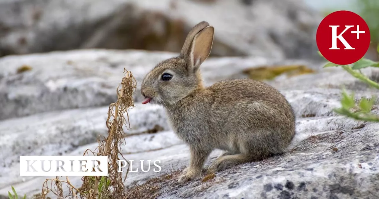 Fremde Arten: Was Aliens mit dem Tierschutz zu tun haben