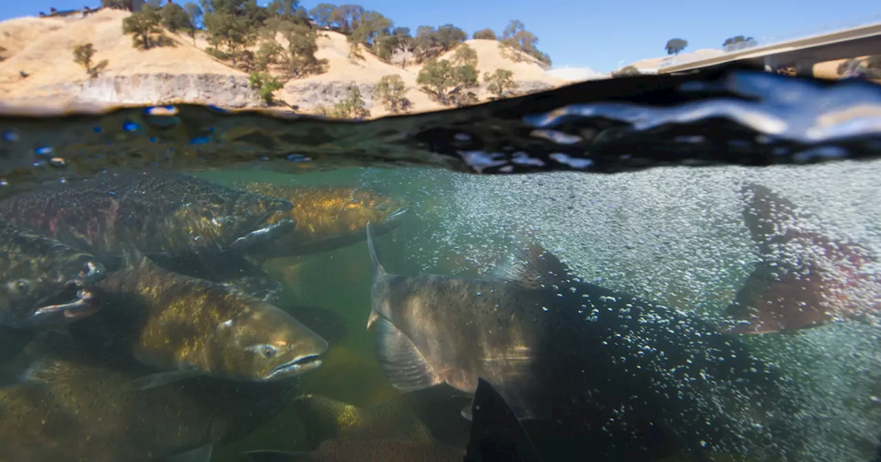 ‘No way, not possible’: California has a plan for new water rules. Will it save salmon from extinction?