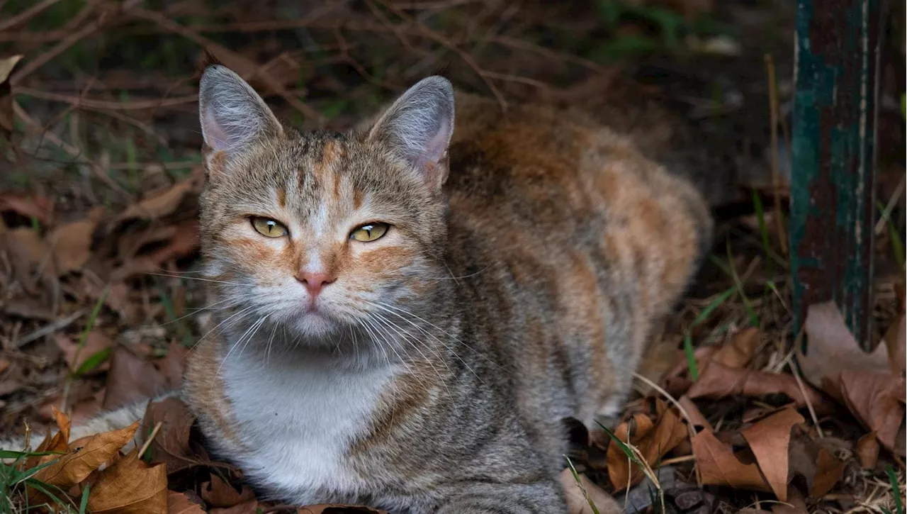 L'aviaria si sta evolvendo per infettare ancor di più i mammiferi, riflettori puntati sui gatti