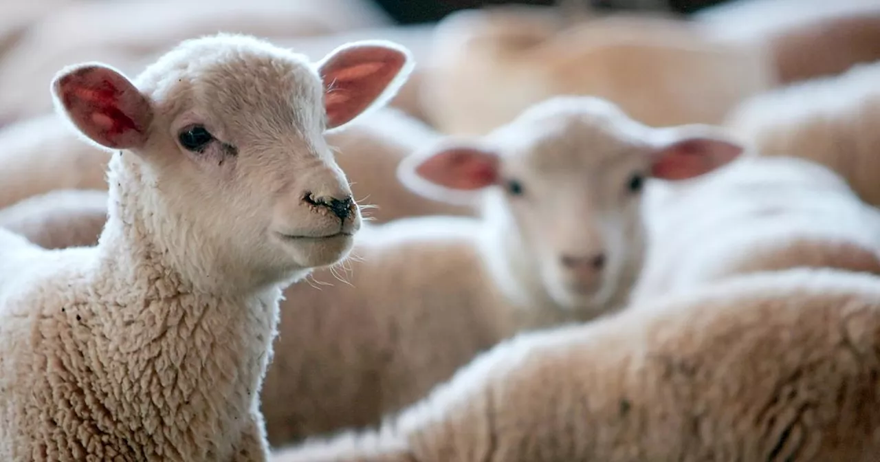 En Loire-Atlantique, les années passent, les voleurs de moutons restent