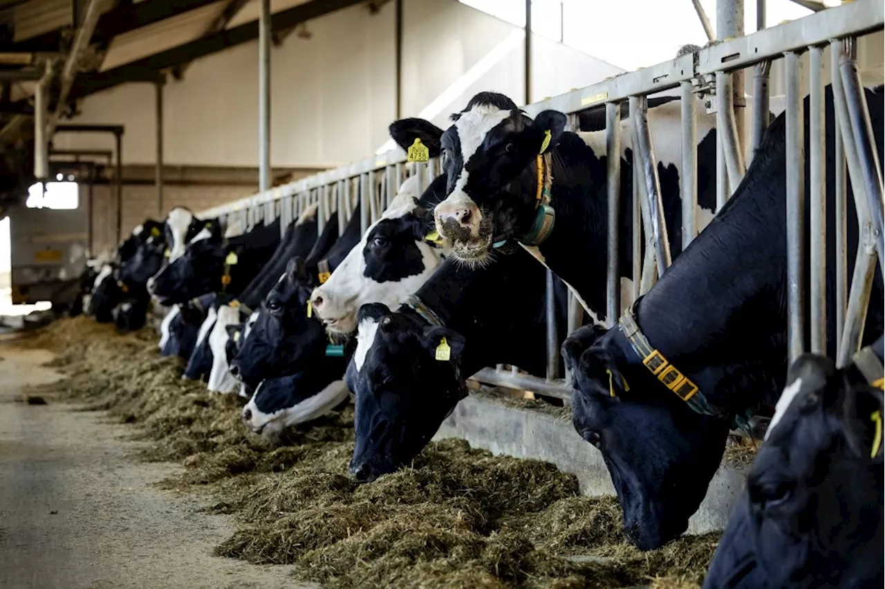 Bien-être animal : la CEDH valide l'interdiction de l'abattage rituel sans étourdissement en Belgique