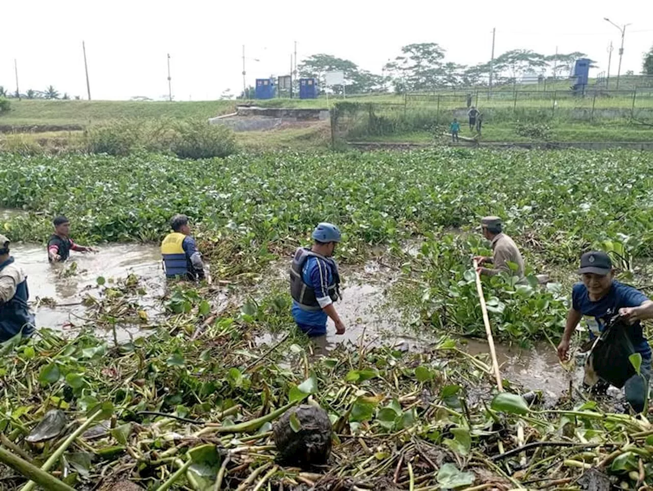 Tim Gabungan Bersihkan Eceng Gondok di 4 Aliran Sungai Cilisung Ciamis