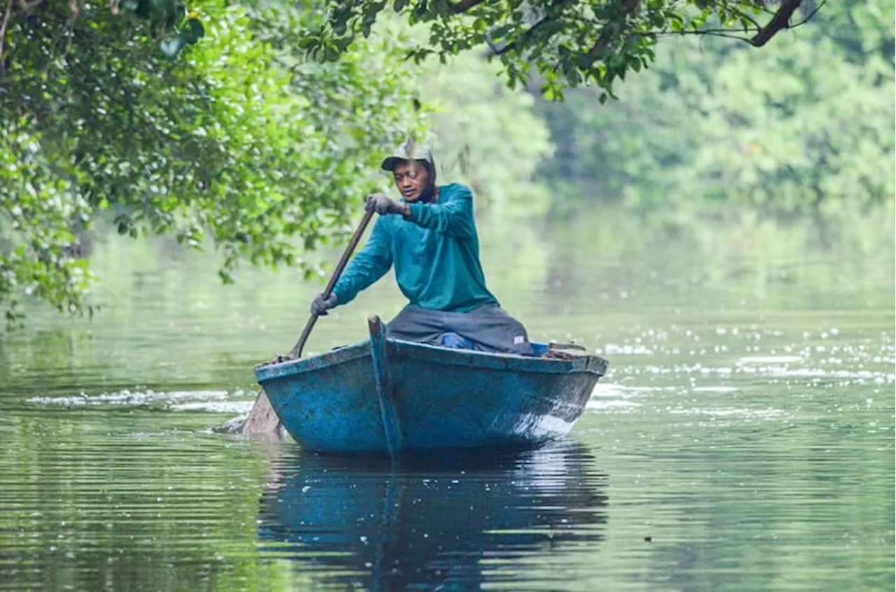 Walhi Rencana Pengembangan Hutan Bioetanol Rugikan Lingkungan dan Masyarakat