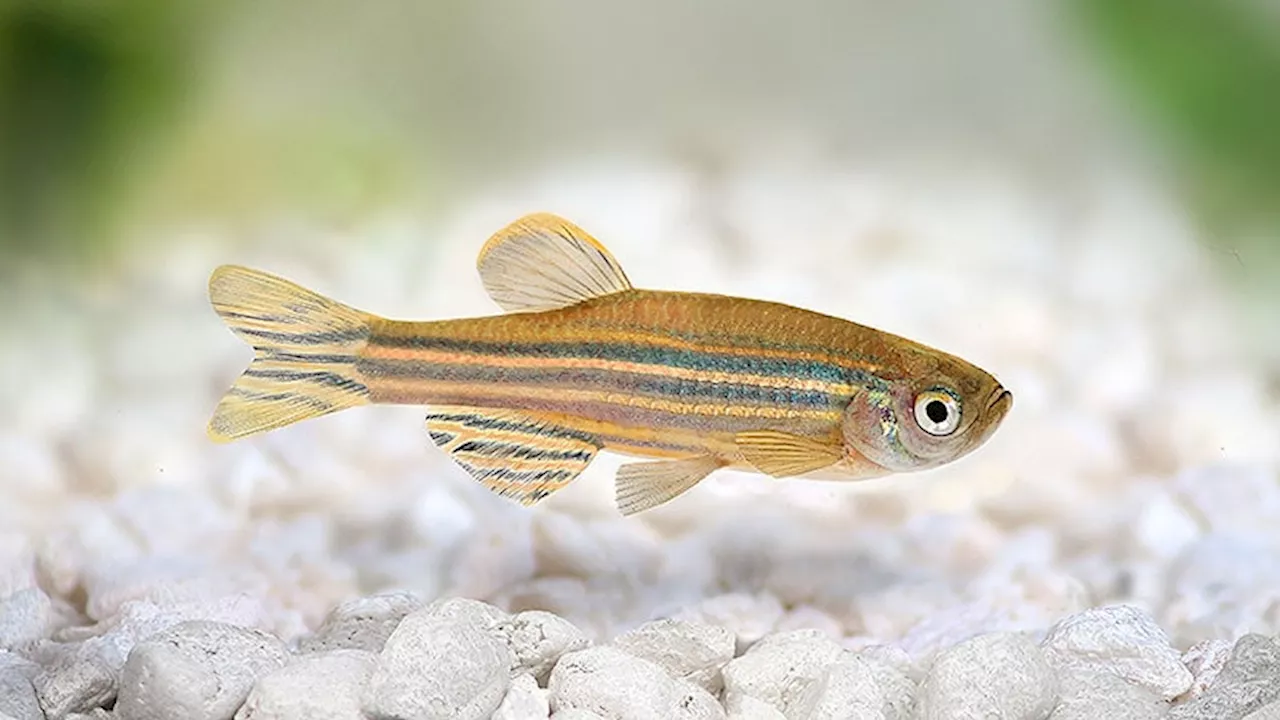 Zebrafish Provide the Keys to the Heart’s ‘Mini-Brain’