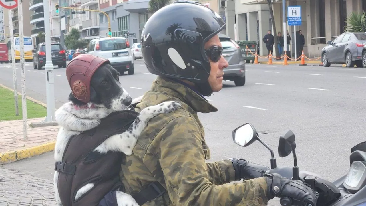 El mejor amigo del hombre: la insólita dupla de Mar del Plata que se volvió viral