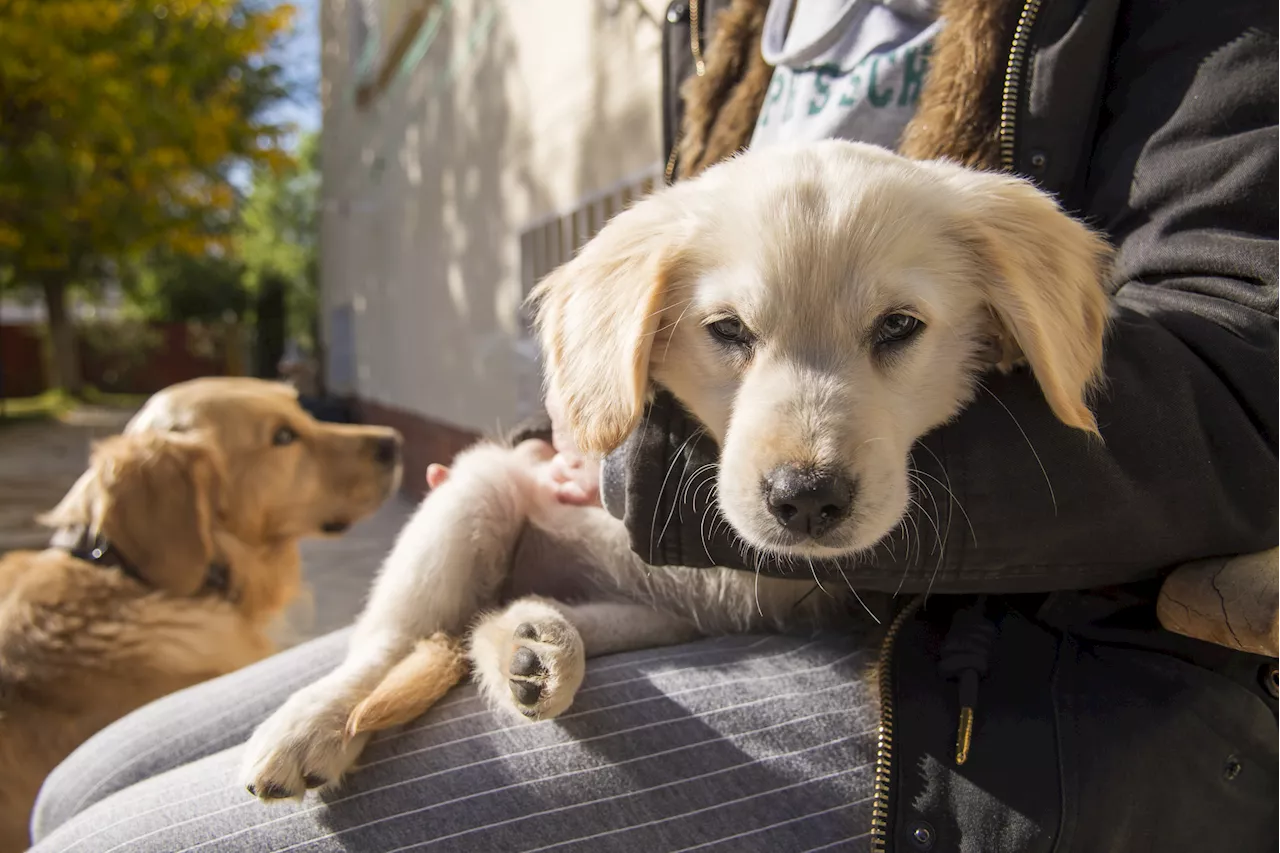 Golden Retriever's Reaction to New Family Member Has Internet in Stitches