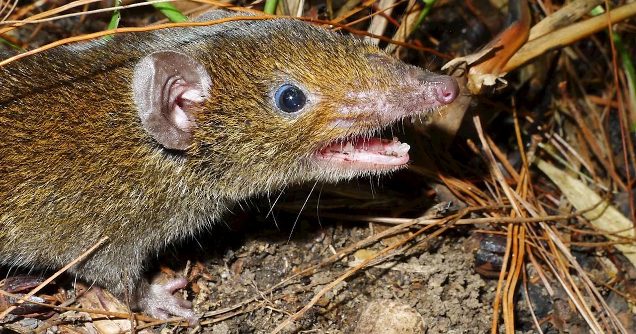 Hunderte Tier- und Pflanzenarten in Südostasien entdeckt