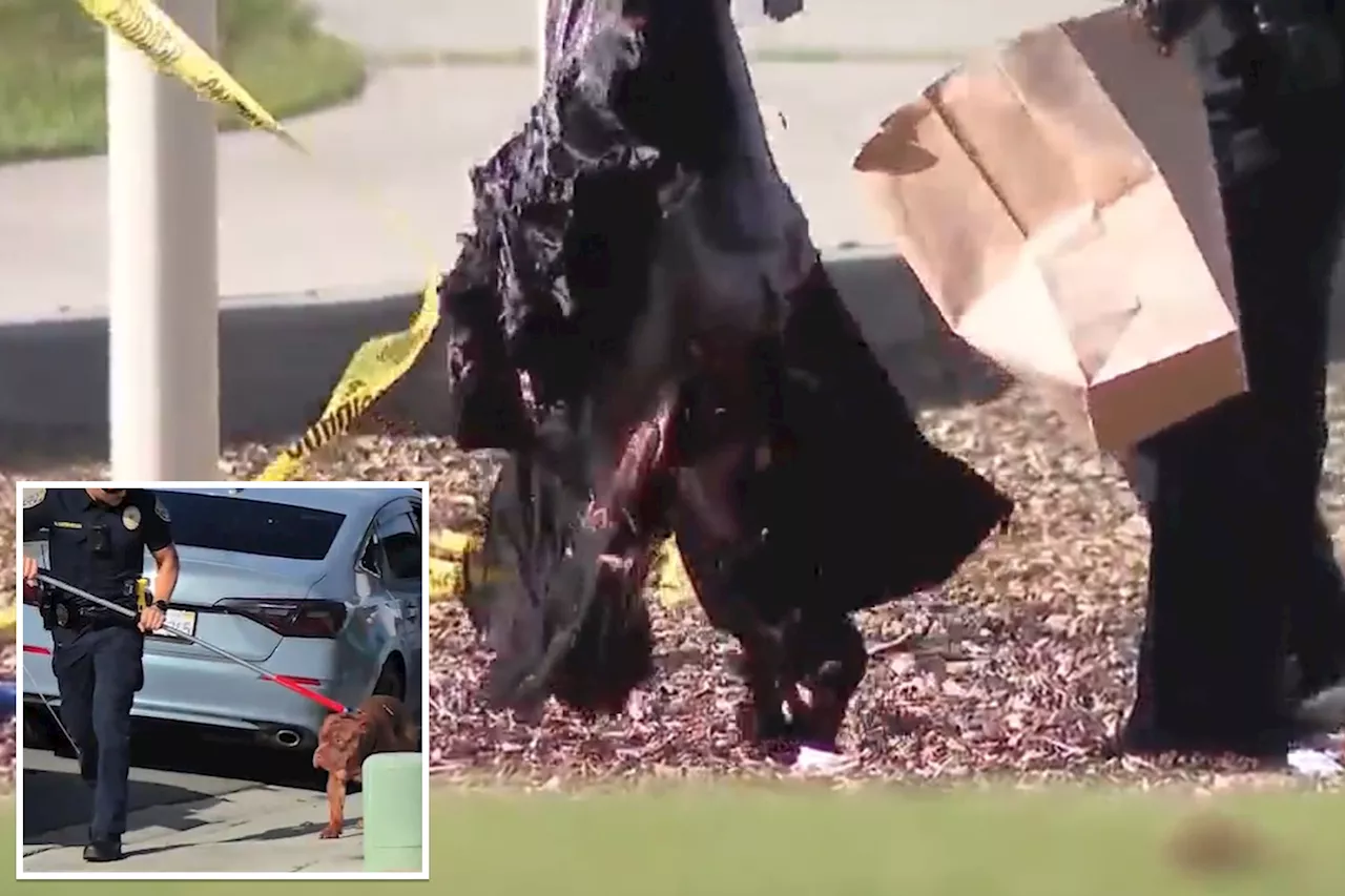 California man mauled to death by his own 3 dogs in front of horrified onlookers at playground: 'Like XL bullies, just massive muscle'