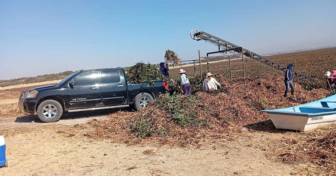 Vecinos de San Miguel organizan brigadas para erradicar el lirio en la Presa Allende