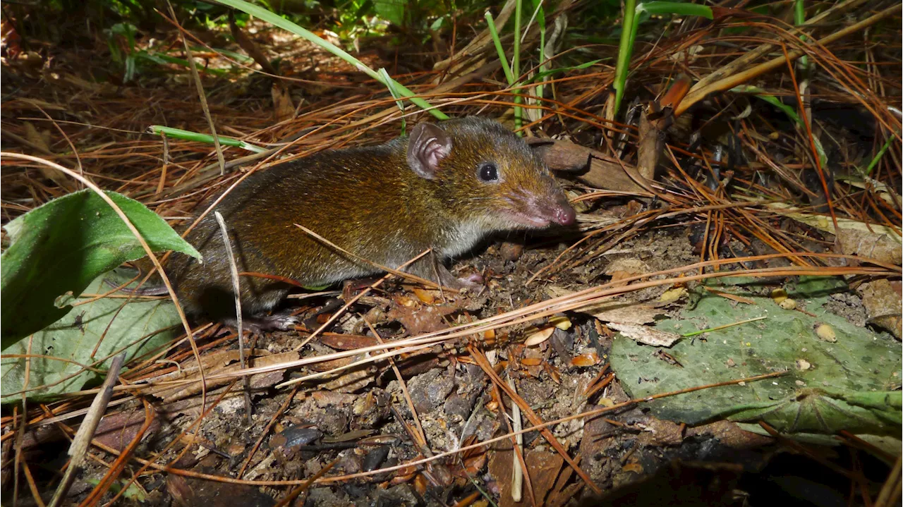 Descubren 234 nuevas especies de animales y plantas en la región del Gran Mekong