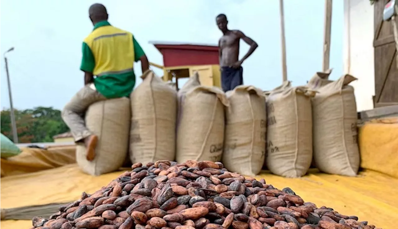 Ghana's president-elect plans to reform cocoa sector - SABC News - Breaking news, special reports,