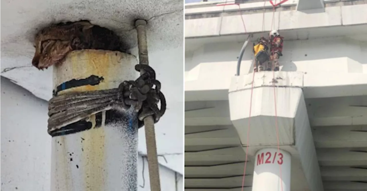 Rescue Mission To Save A Trapped Cat In Drainpipe Under Penang Bridge Goes Viral