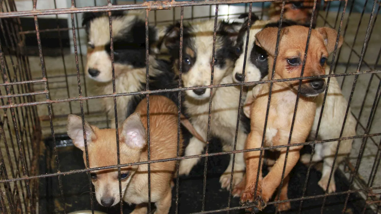 Parents warned buying puppies from unlicensed sellers at Christmas could fund organised crime gangs