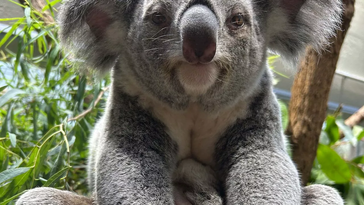 Tiere: Erster Koala-Nachwuchs in der Wilhelma