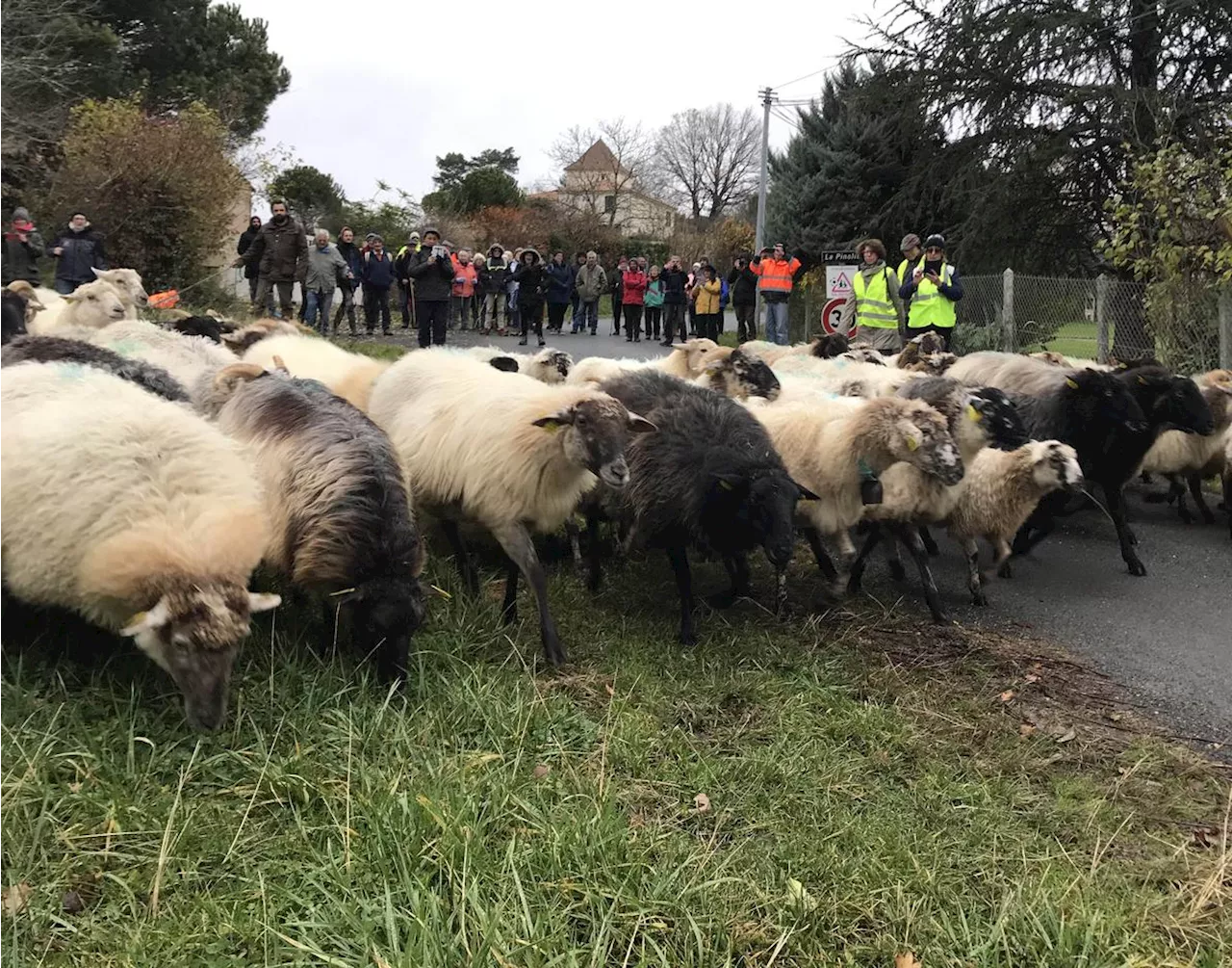 C’était la transhumance des brebis de Séverine et Julien, bergers à Fossemagne